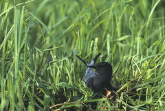 White-winged Tern